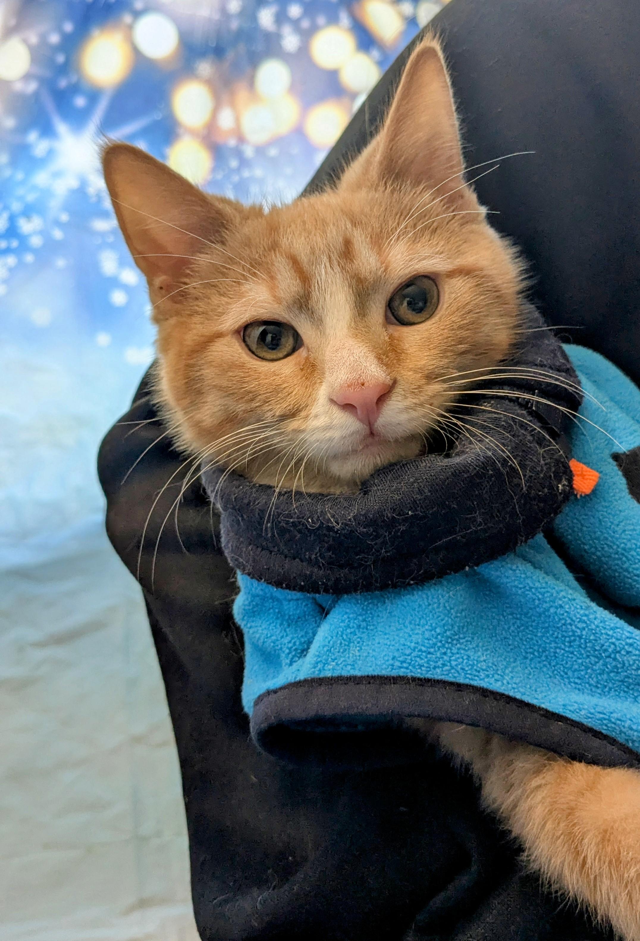 Enlarge Rusty, a Adoptable Domestic Short Hair in Chesapeake Beach, MD image 1/5