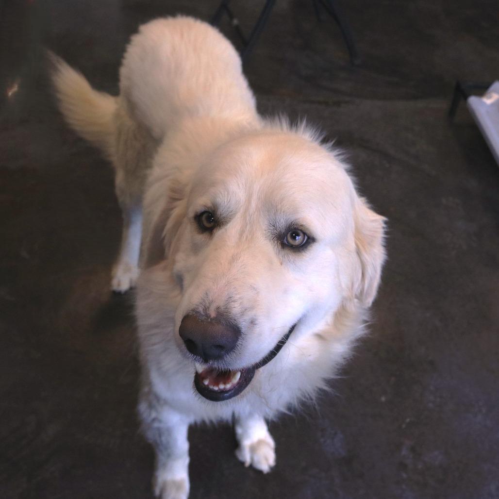 Enlarge Buchanan, a Adoptable Great Pyrenees in Rifle, CO image 1/6