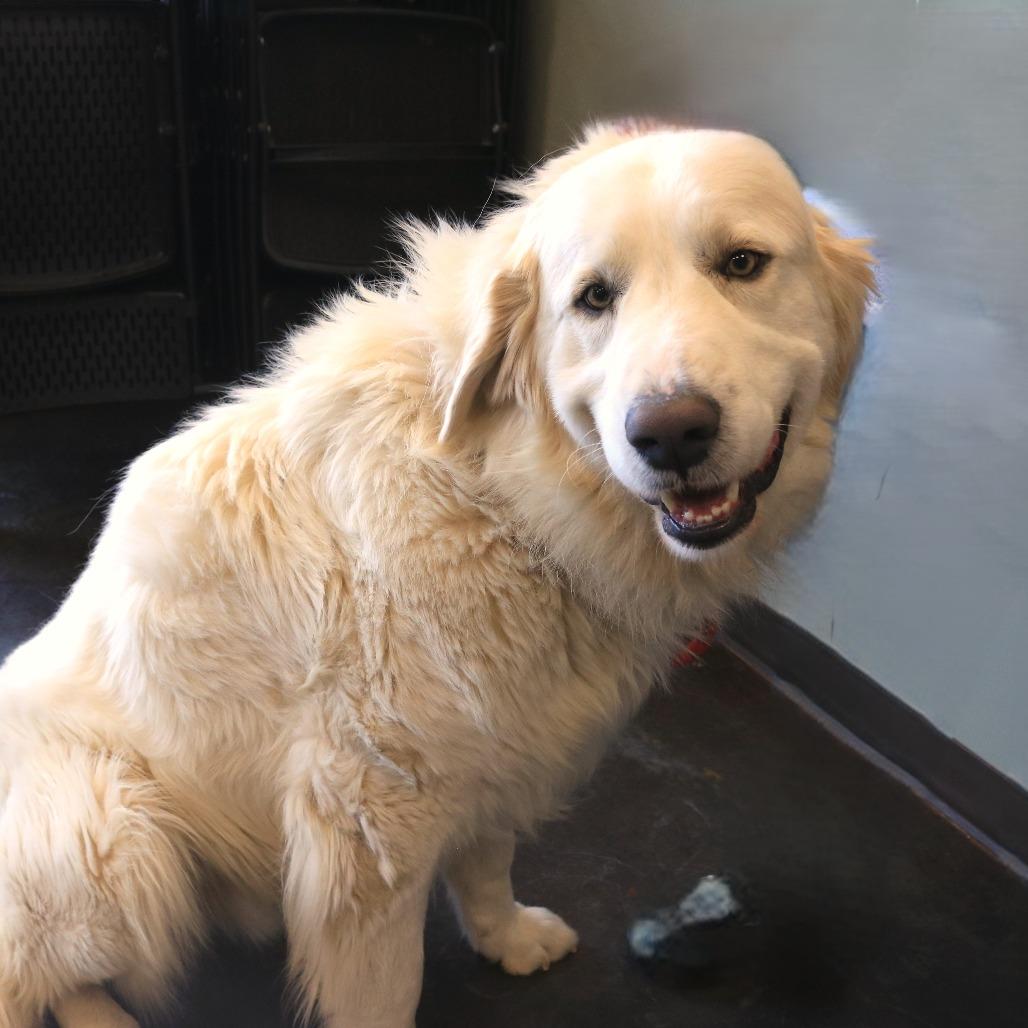 Enlarge Buchanan, a Adoptable Great Pyrenees in Rifle, CO image 3/6