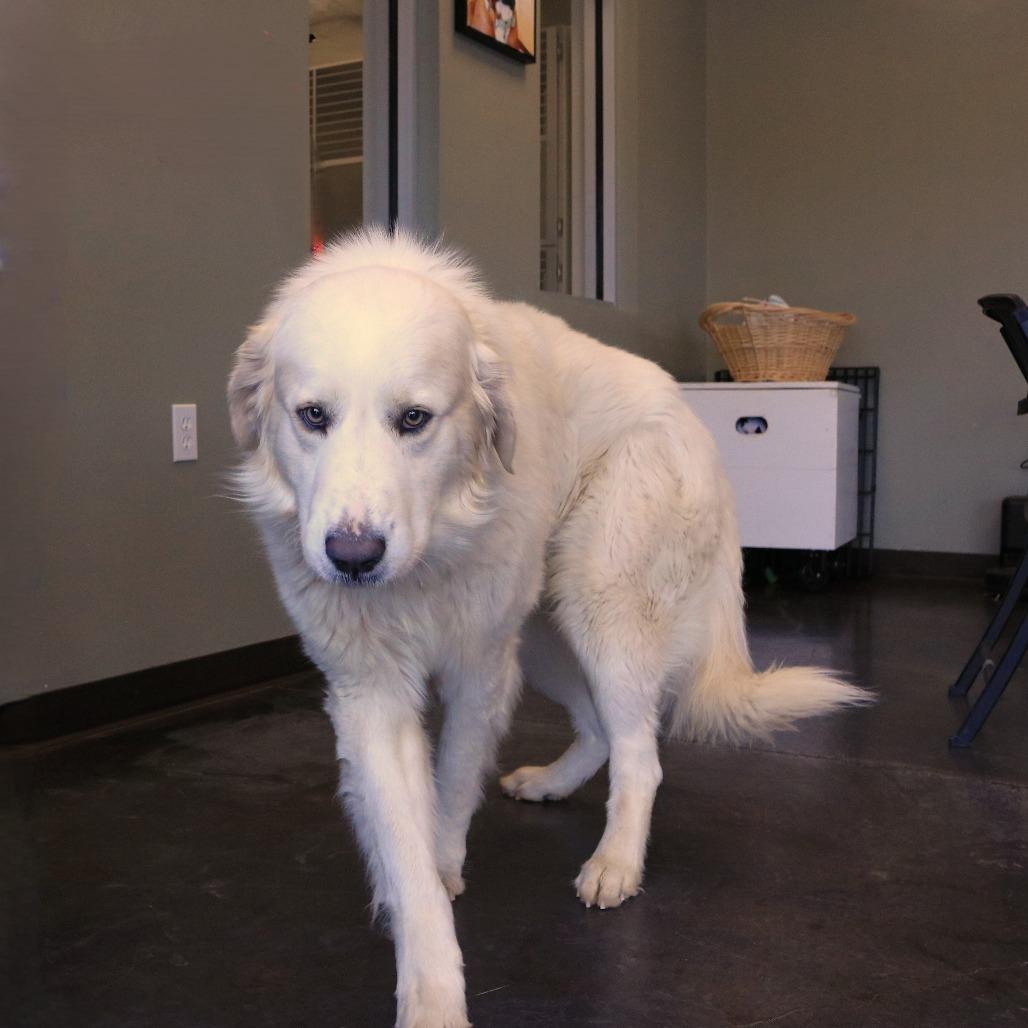 Enlarge Buchanan, a Adoptable Great Pyrenees in Rifle, CO image 4/6