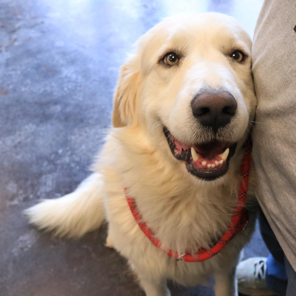 Enlarge Buchanan, a Adoptable Great Pyrenees in Rifle, CO image 5/6