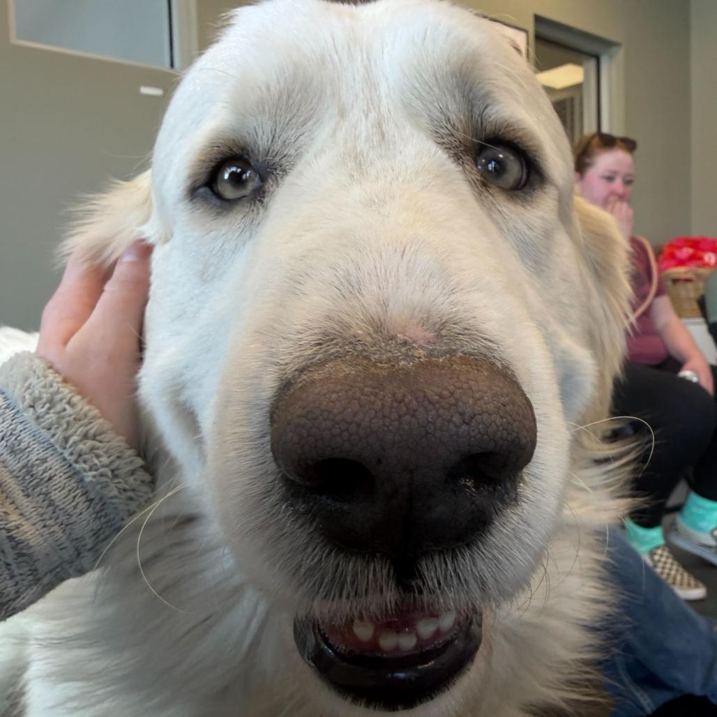 Enlarge Buchanan, a Adoptable Great Pyrenees in Rifle, CO image 6/6