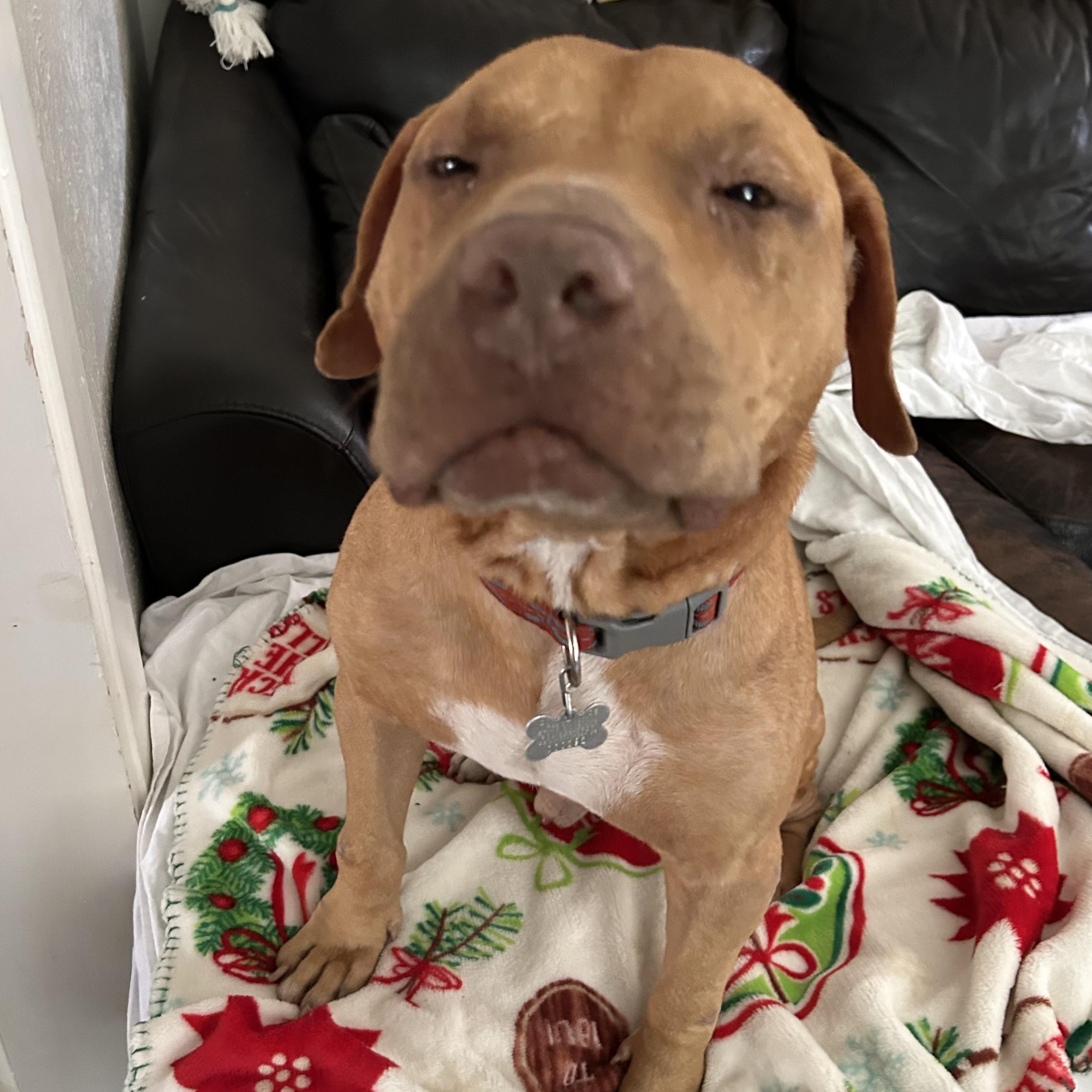 Prescott — thumbnail 4