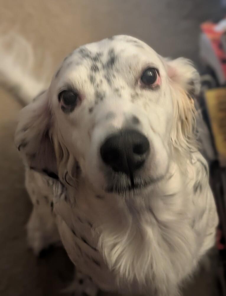 Enlarge Available - Harry, a Adoptable English Setter in Fleetwood, NY image 3/6