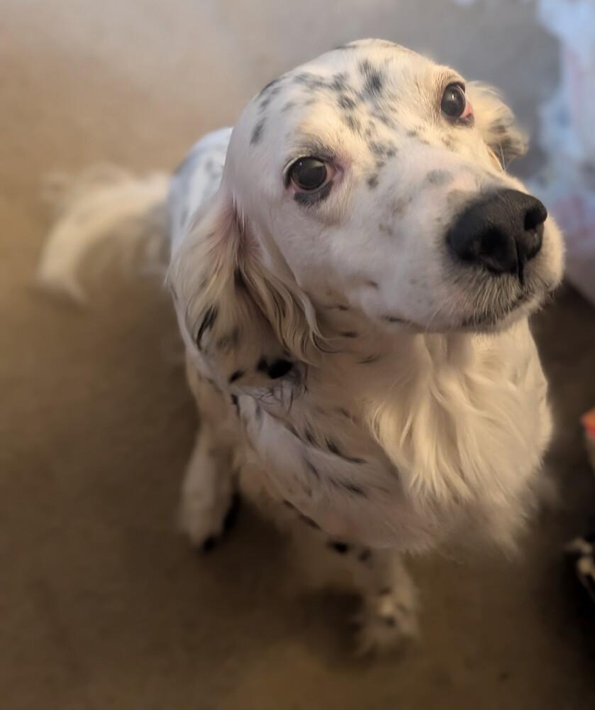 Enlarge Available - Harry, a Adoptable English Setter in Fleetwood, NY image 4/6