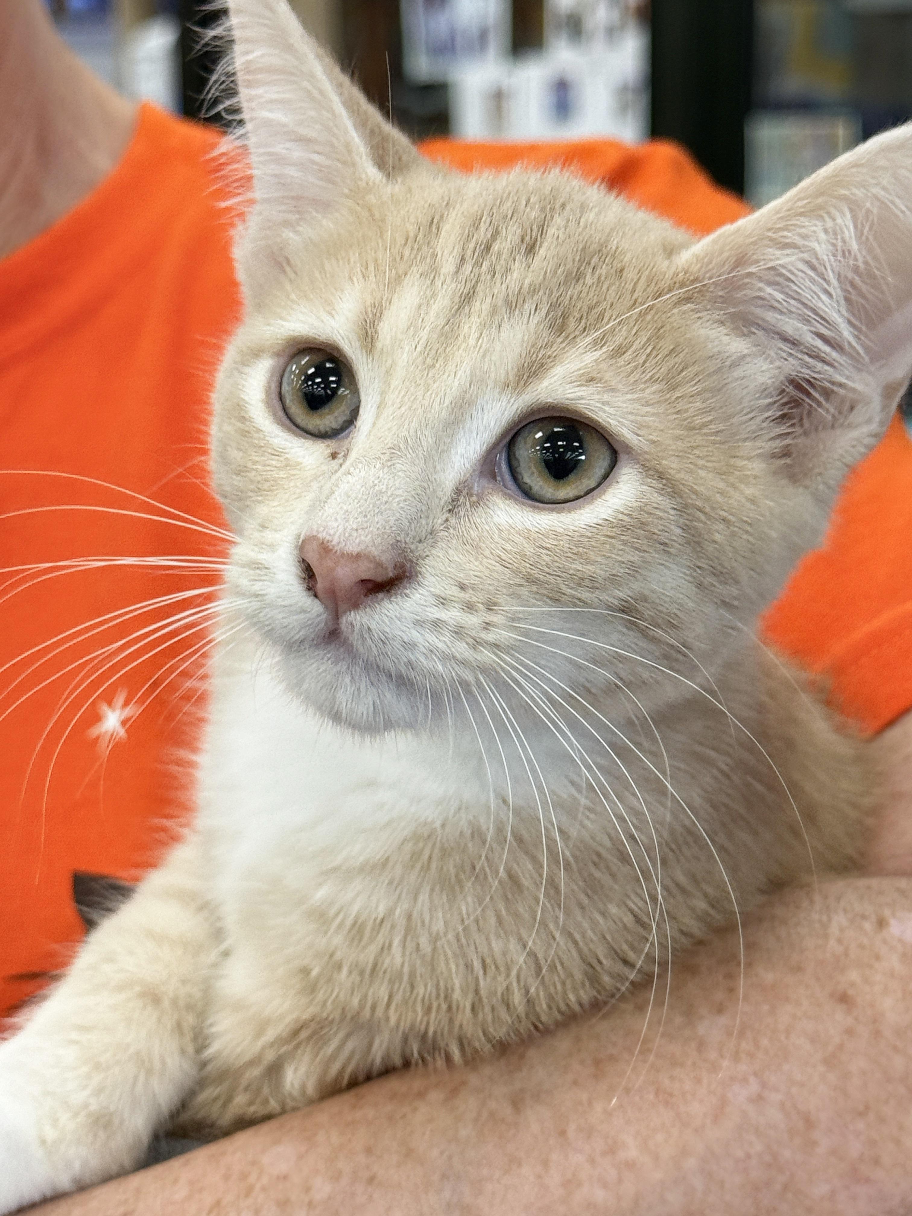 Enlarge Yogi Bear, a Adoptable mixed breed in Westminster, CA image 1/3