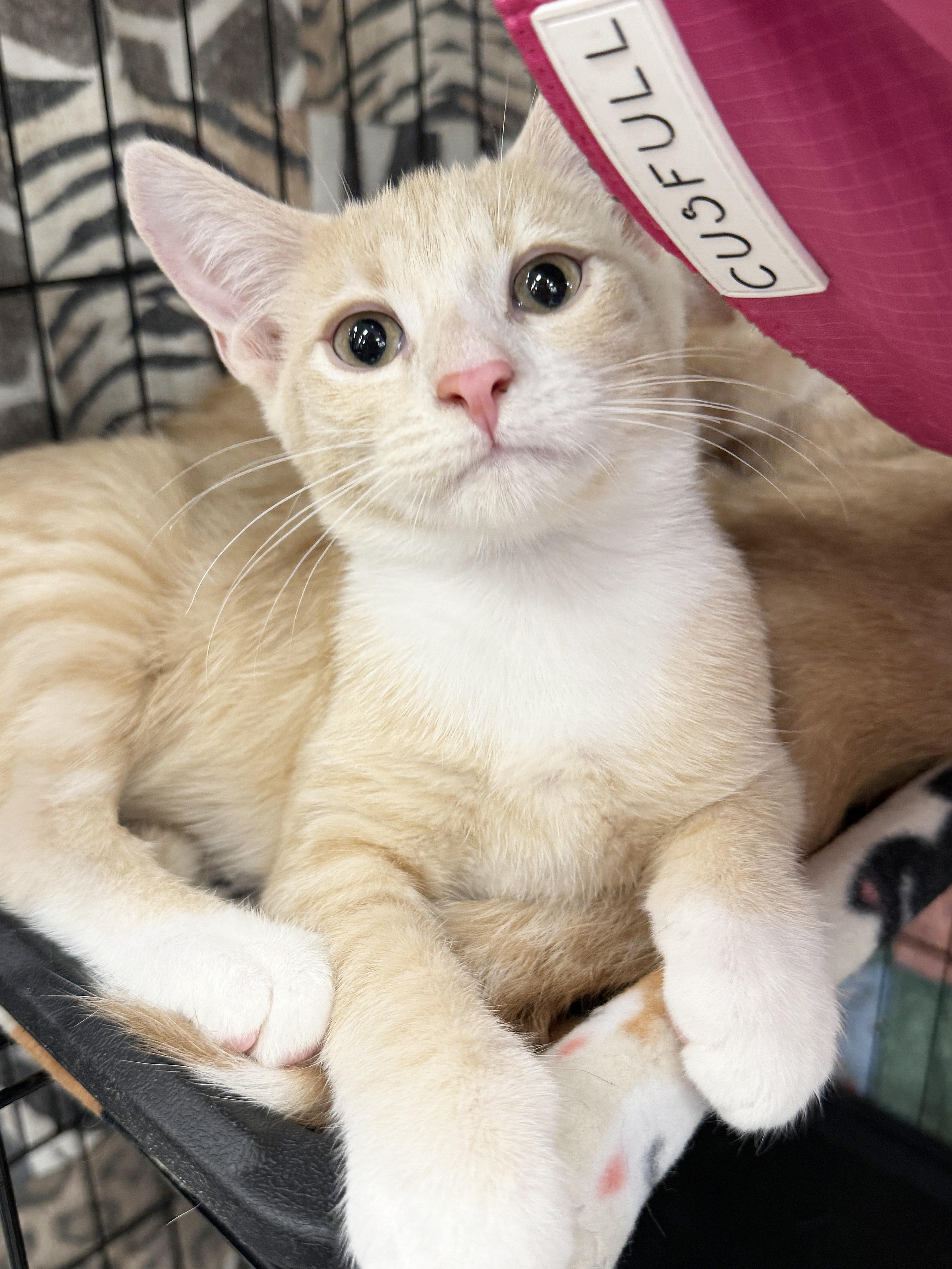 Yogi Bear, Adoptable, Kitten Male Domestic Short Hair.