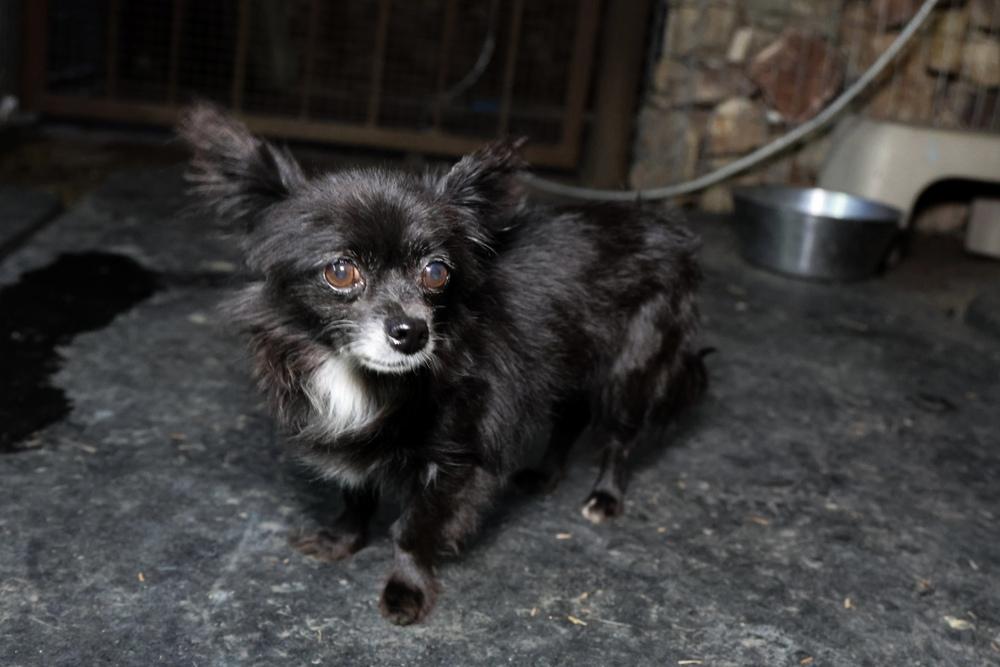 Eclipse, Adoptable, Adult Female Chihuahua.