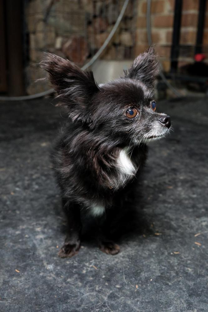 Enlarge Eclipse, a Adoptable mixed breed in TUCSON, AZ image 2/3