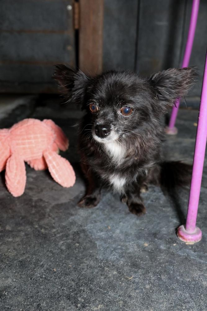 Enlarge Eclipse, a Adoptable mixed breed in TUCSON, AZ image 3/3
