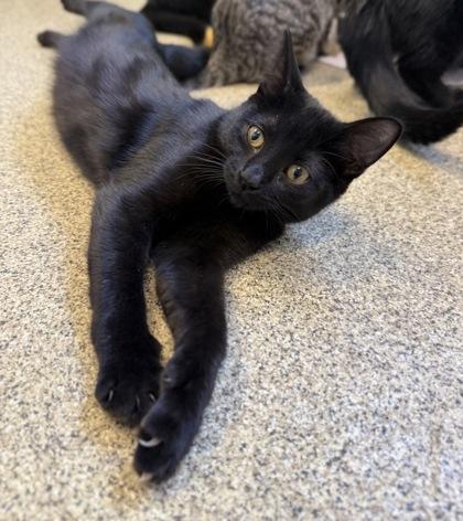 Beta, Adoptable, Kitten Male Domestic Short Hair & Domestic Short Hair.