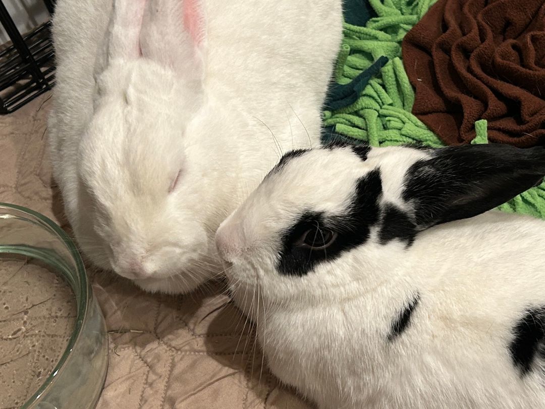 Koniji (bonded to Trixie)