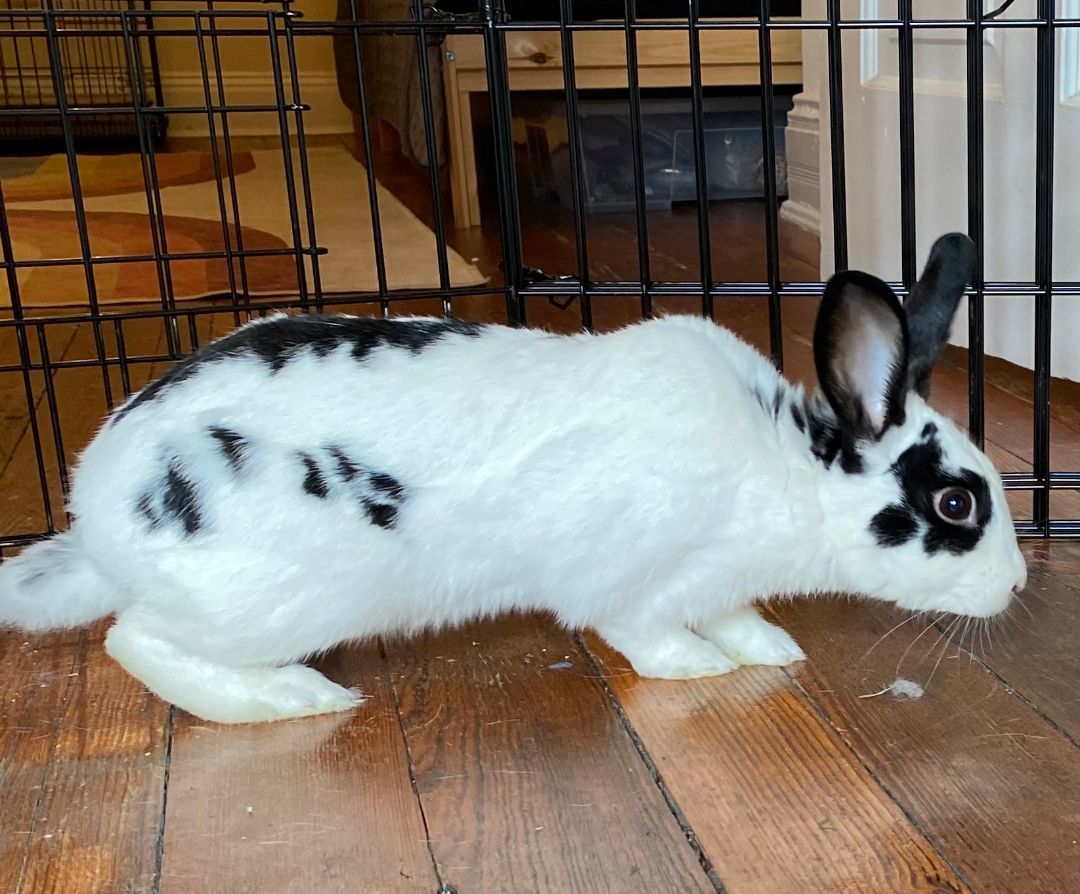 Koniji (bonded to Trixie) photo 3