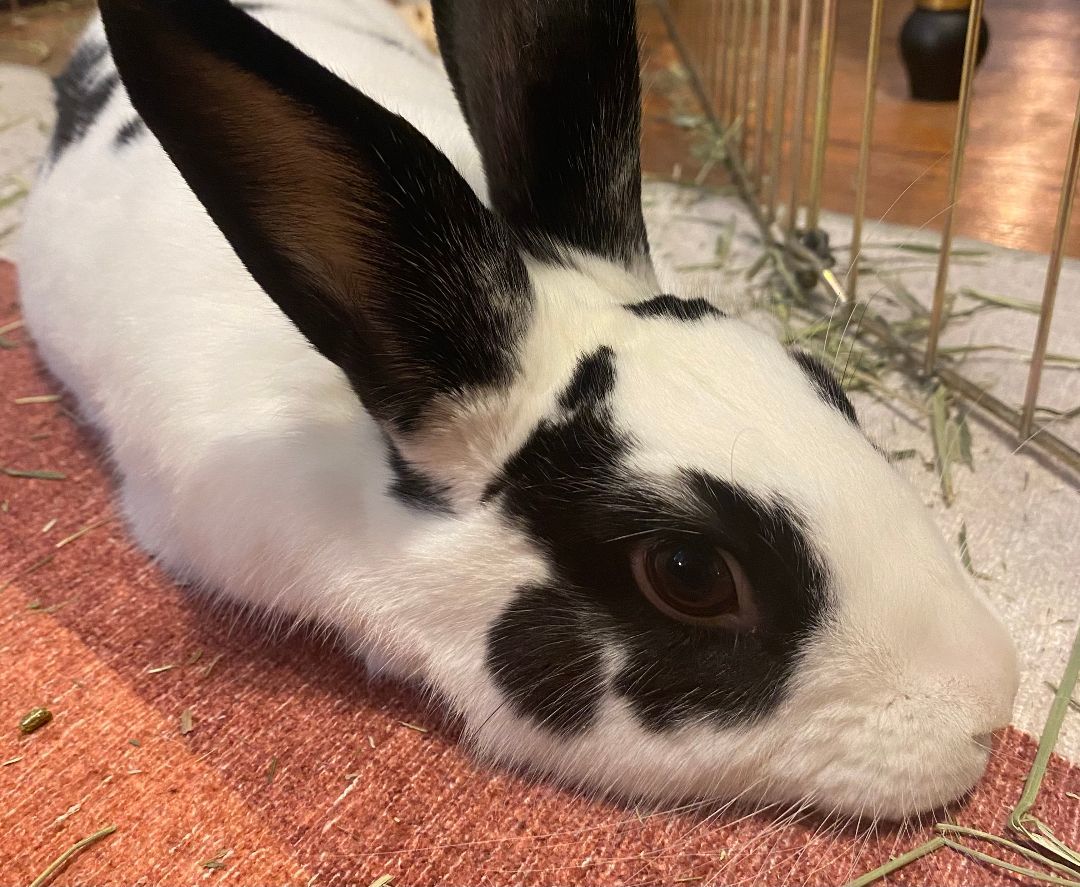 Koniji (bonded to Trixie) photo 6