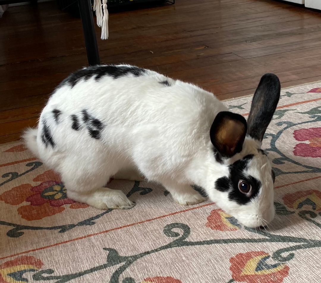Koniji (bonded to Trixie) photo 5