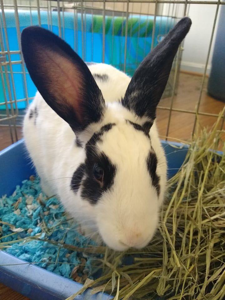 Koniji (bonded to Trixie) photo 2