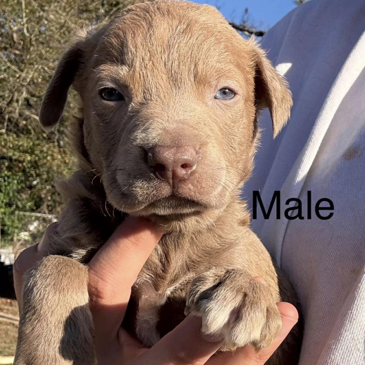 Enlarge Lance , an adopted mixed breed in Hamilton , NJ image 1/1