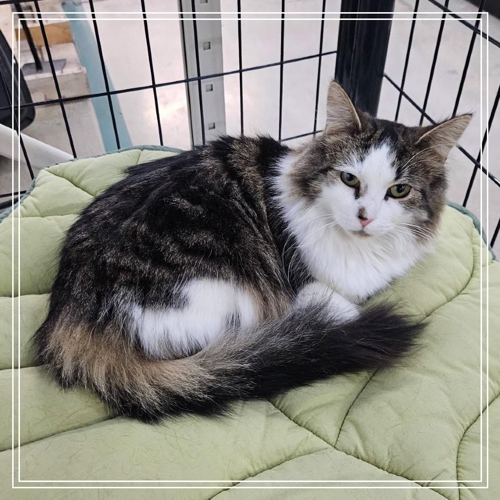 Enlarge Gnocchi, a Adoptable Domestic Long Hair in Monroe, MI image 1/6