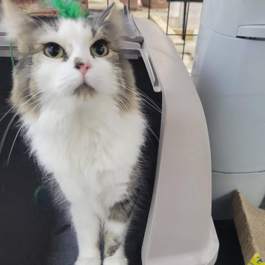 Gnocci, Adoptable, Adult Female Domestic Long Hair.