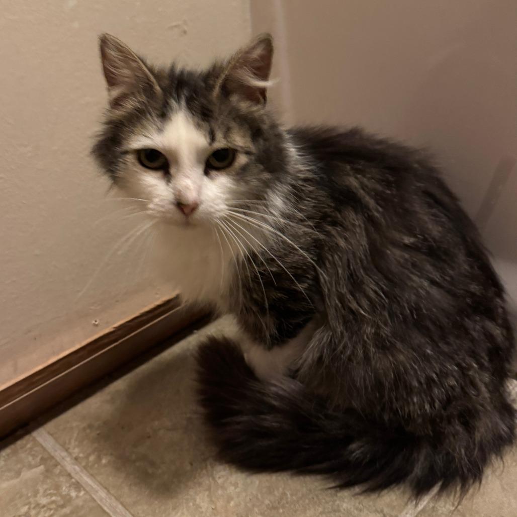 Enlarge Gnocci, a Adoptable Domestic Long Hair in Monroe, MI image 2/4