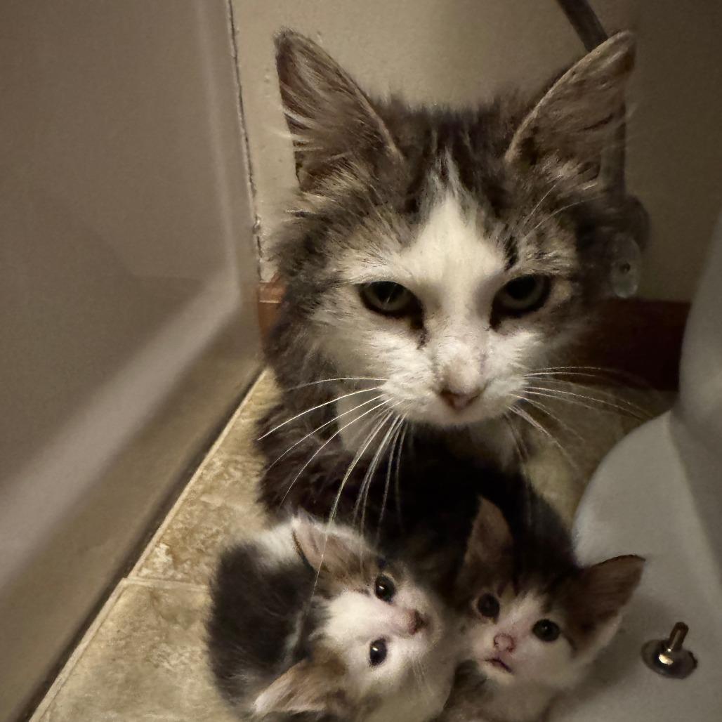 Enlarge Gnocci, a Adoptable Domestic Long Hair in Monroe, MI image 3/4