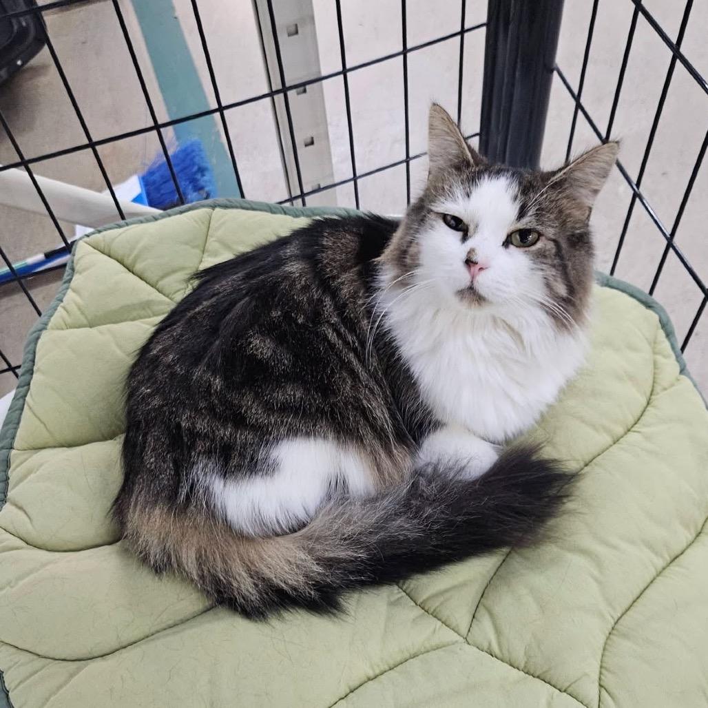 Enlarge Gnocchi, a Adoptable Domestic Long Hair in Monroe, MI image 4/6