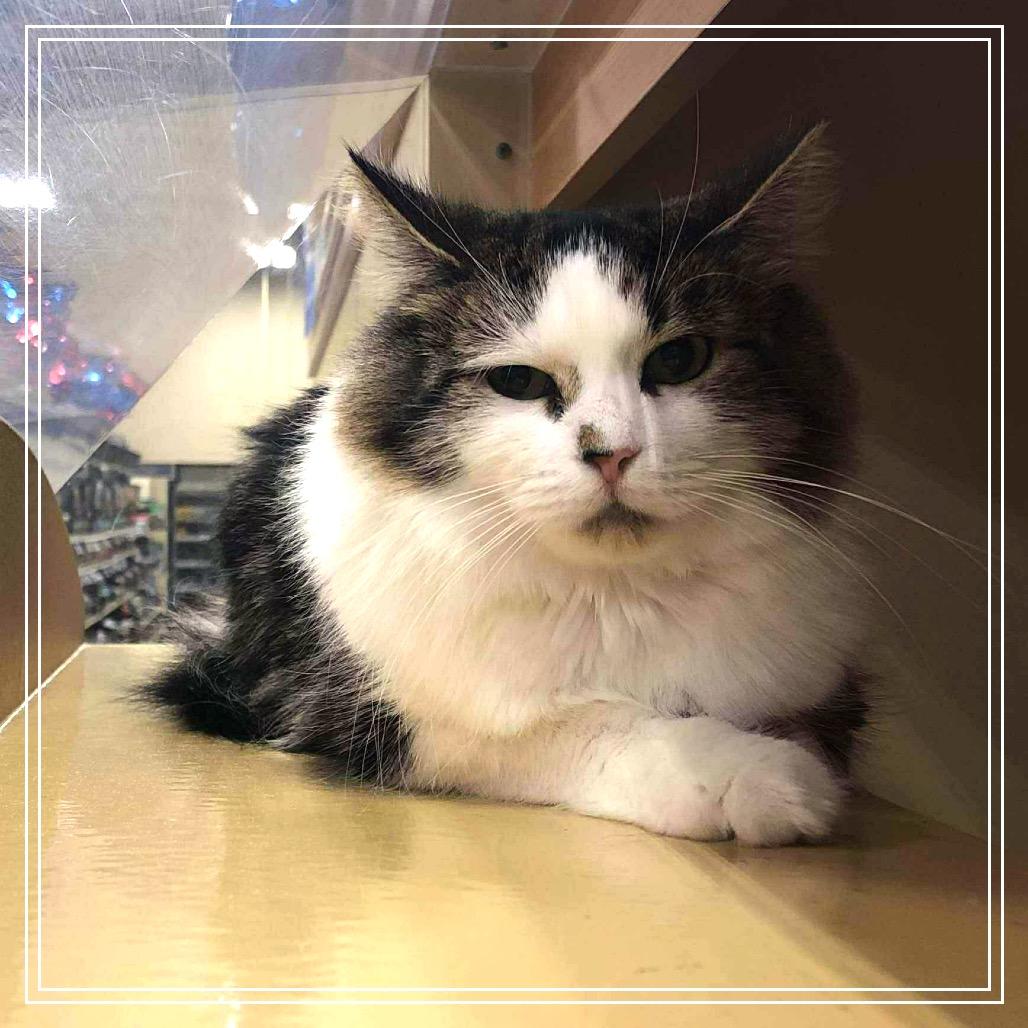 Enlarge Gnocci, a Adoptable Domestic Long Hair in Monroe, MI image 4/4