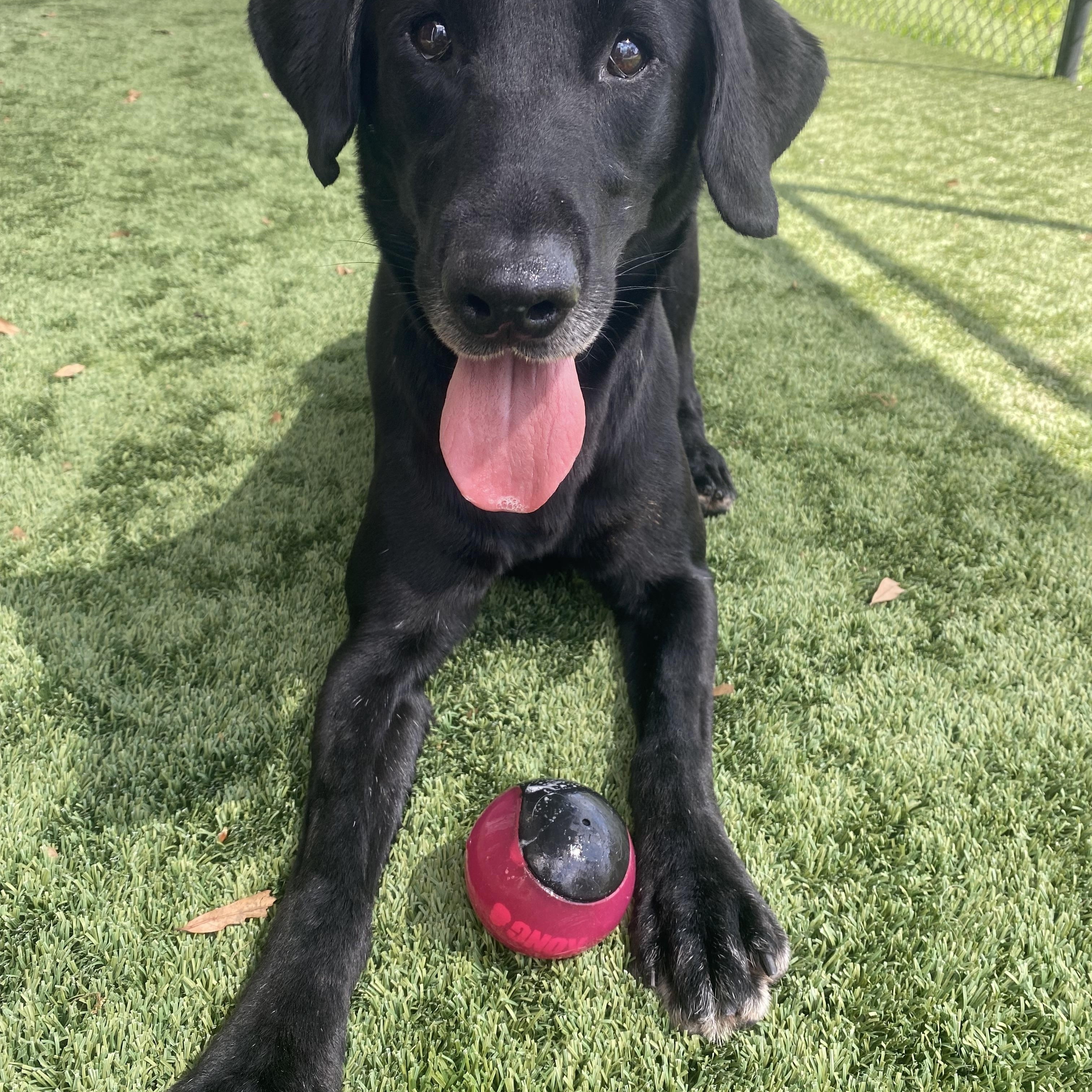 Blue, ADOPTABLE, Adult Male Black Labrador Retriever.