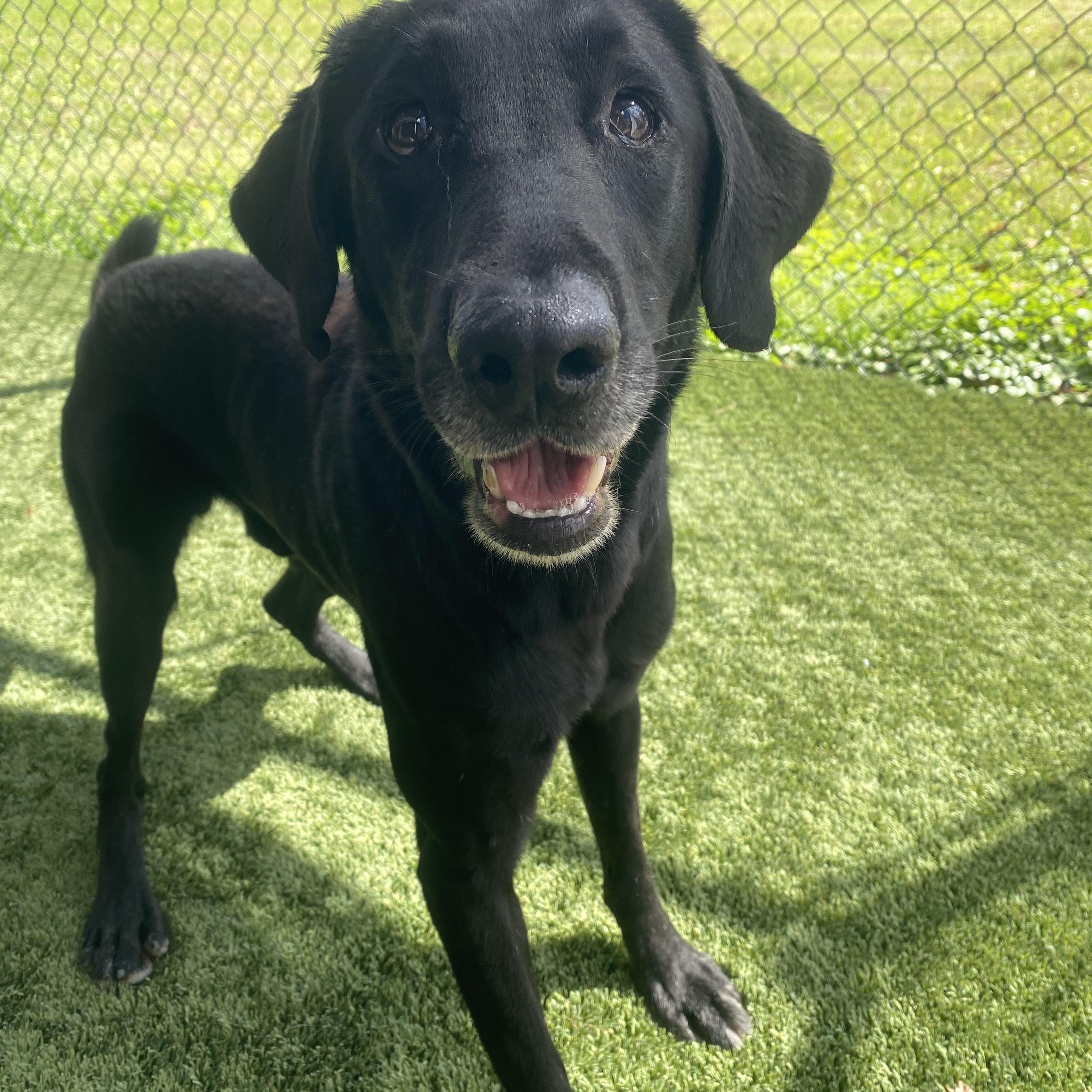 Enlarge Blue, a ADOPTABLE Black Labrador Retriever in Baker, LA image 3/3