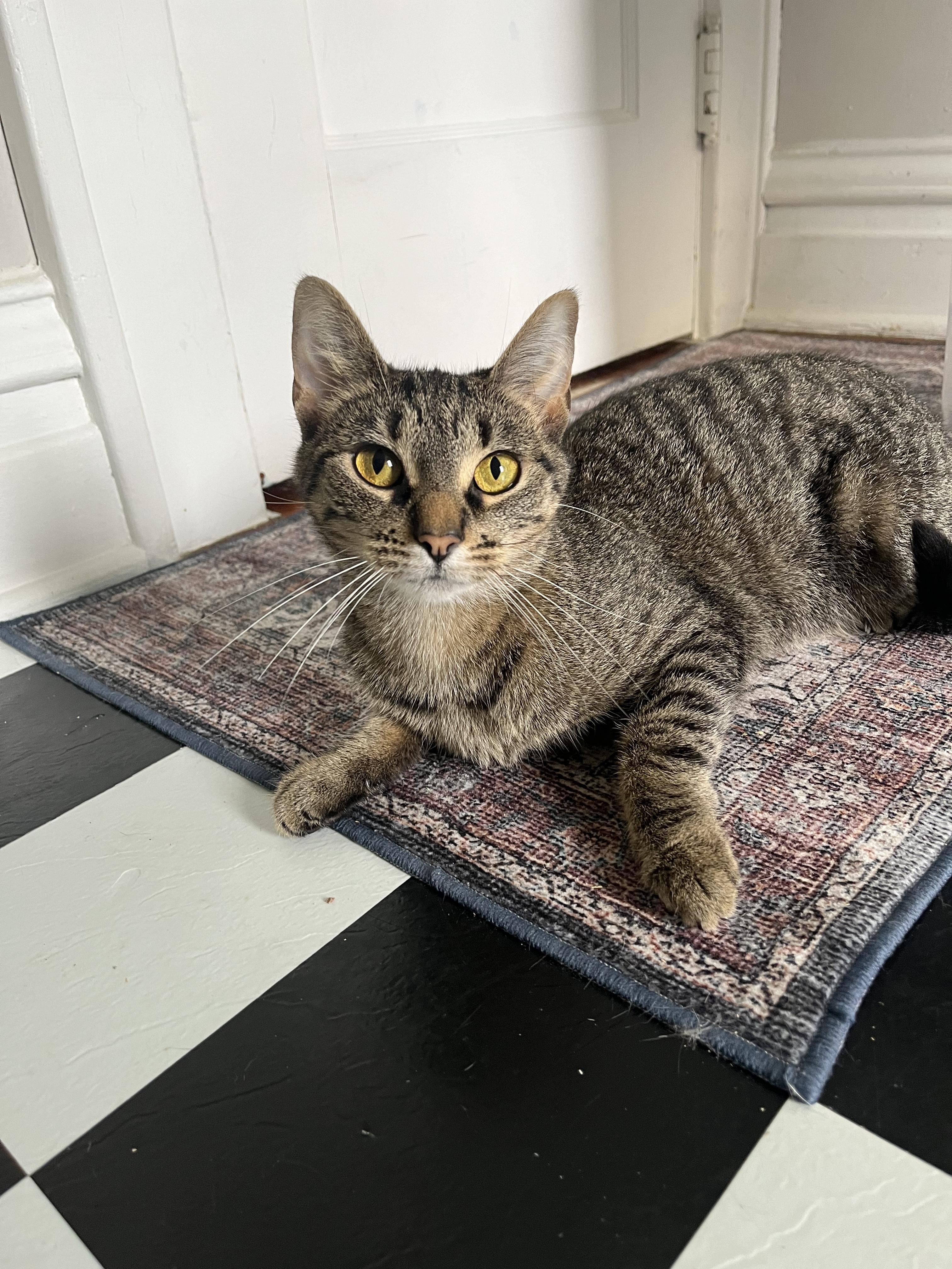 Cat for adoption Maggie (feewaived adoption), a Domestic Short Hair