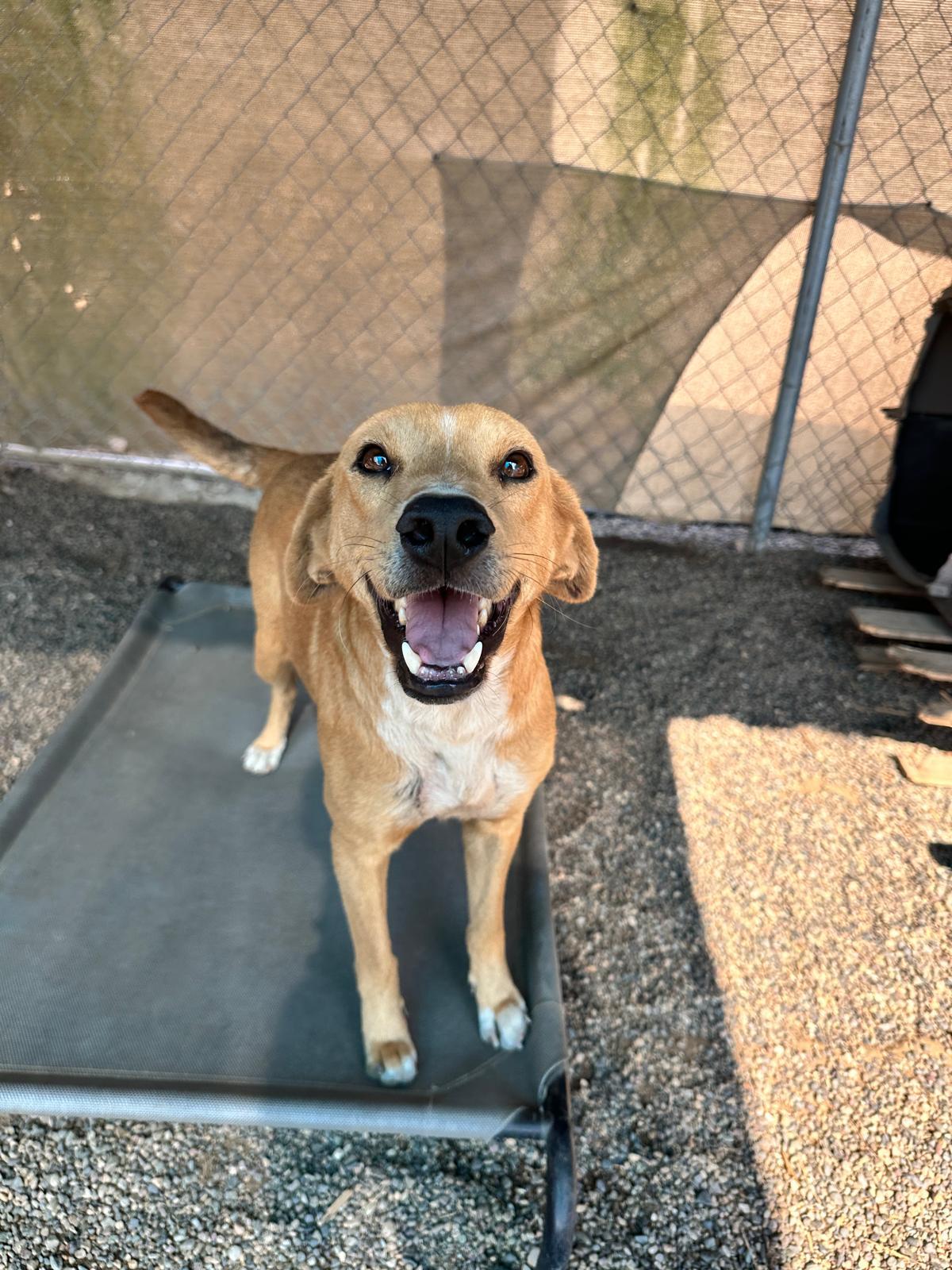 Enlarge Buster, a Adoptable Mixed Breed in Portland, OR image 4/6