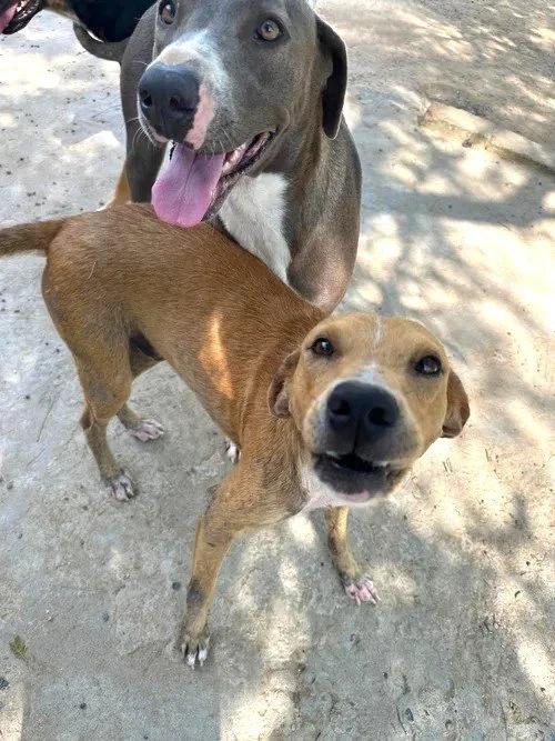 Enlarge Buster, a Adoptable Mixed Breed in Portland, OR image 5/6