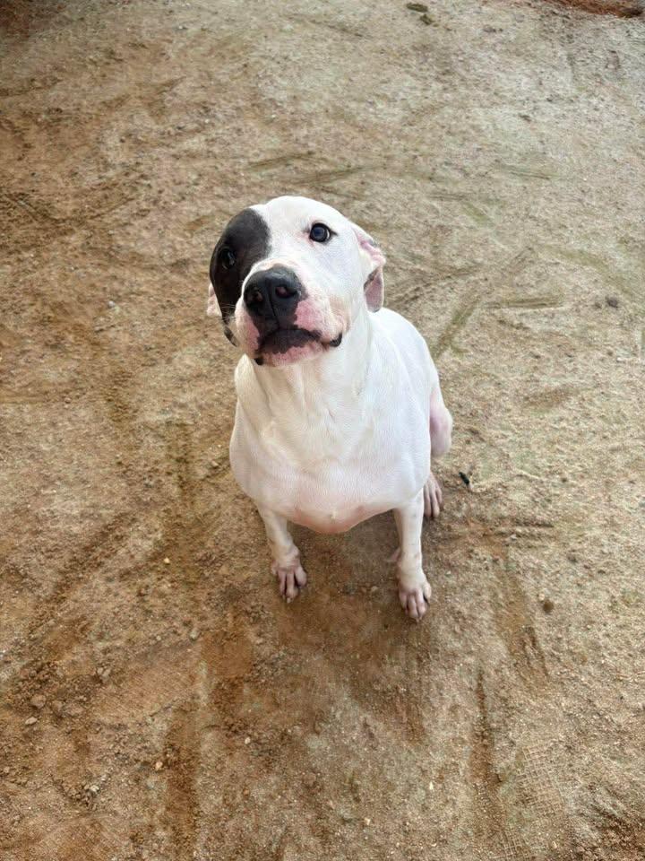 Enlarge Diesel, a ADOPTABLE Mixed Breed in Mullins, SC image 2/6