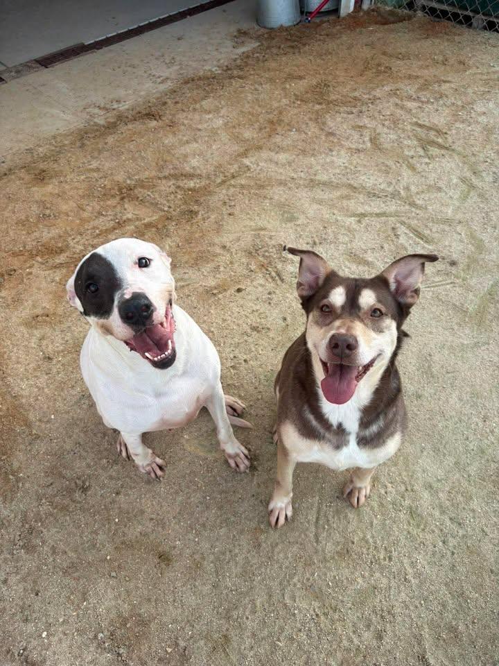 Enlarge Diesel, a ADOPTABLE Mixed Breed in Mullins, SC image 5/6