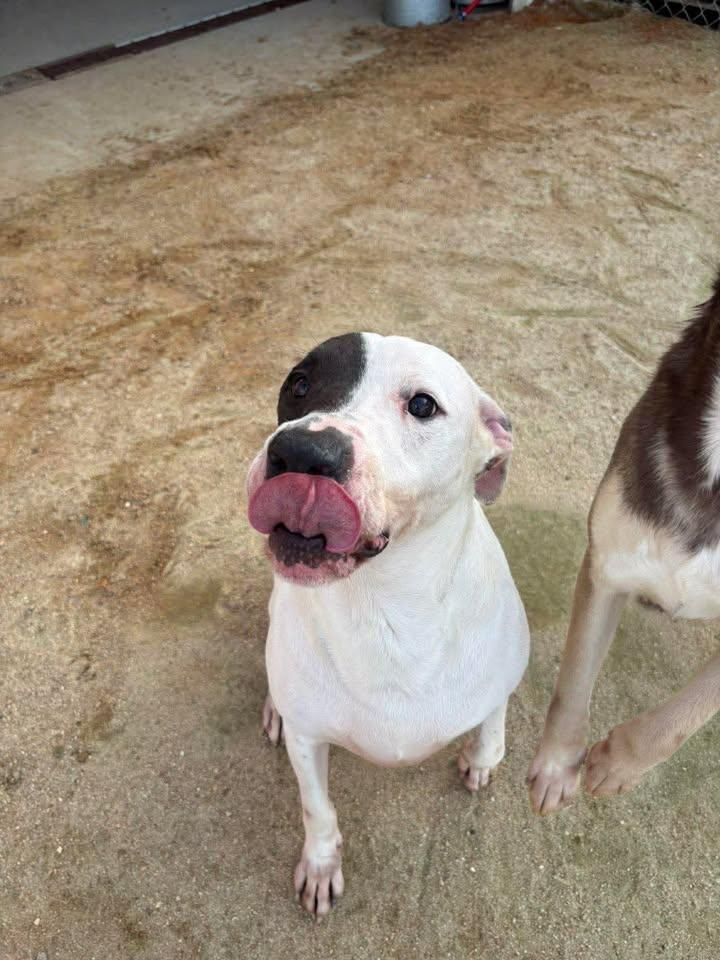 Enlarge Diesel, a ADOPTABLE Mixed Breed in Mullins, SC image 4/6