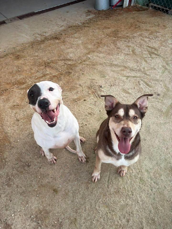 Enlarge Diesel, a ADOPTABLE Mixed Breed in Mullins, SC image 6/6