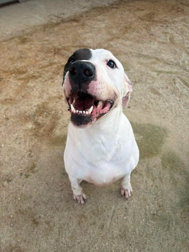 Diesel, ADOPTABLE, Adult Male Mixed Breed.