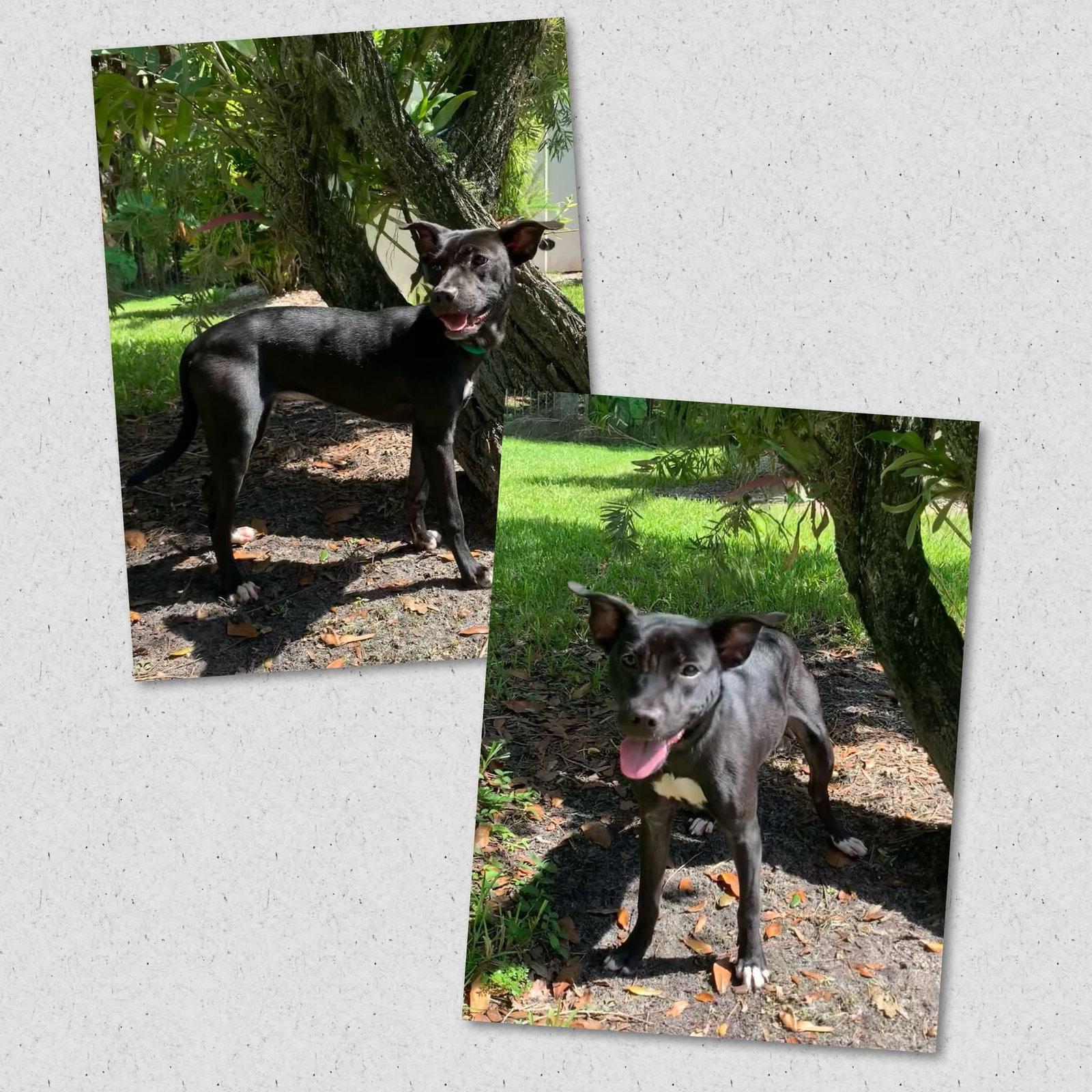 Enlarge Wendy, a Adoptable Mixed Breed in Naples, FL image 1/1