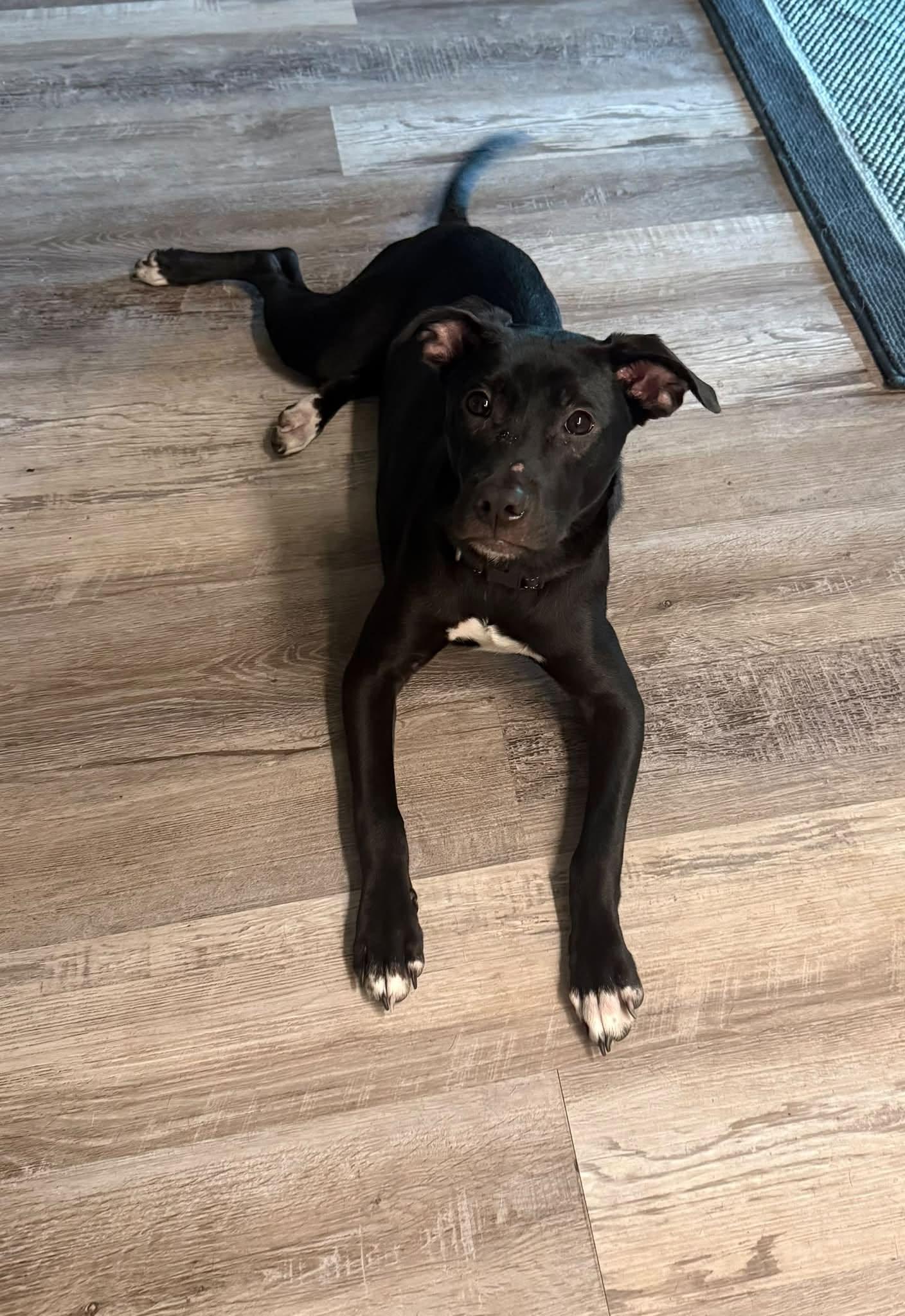 Enlarge Wendy, a Adoptable Mixed Breed in Naples, FL image 2/2
