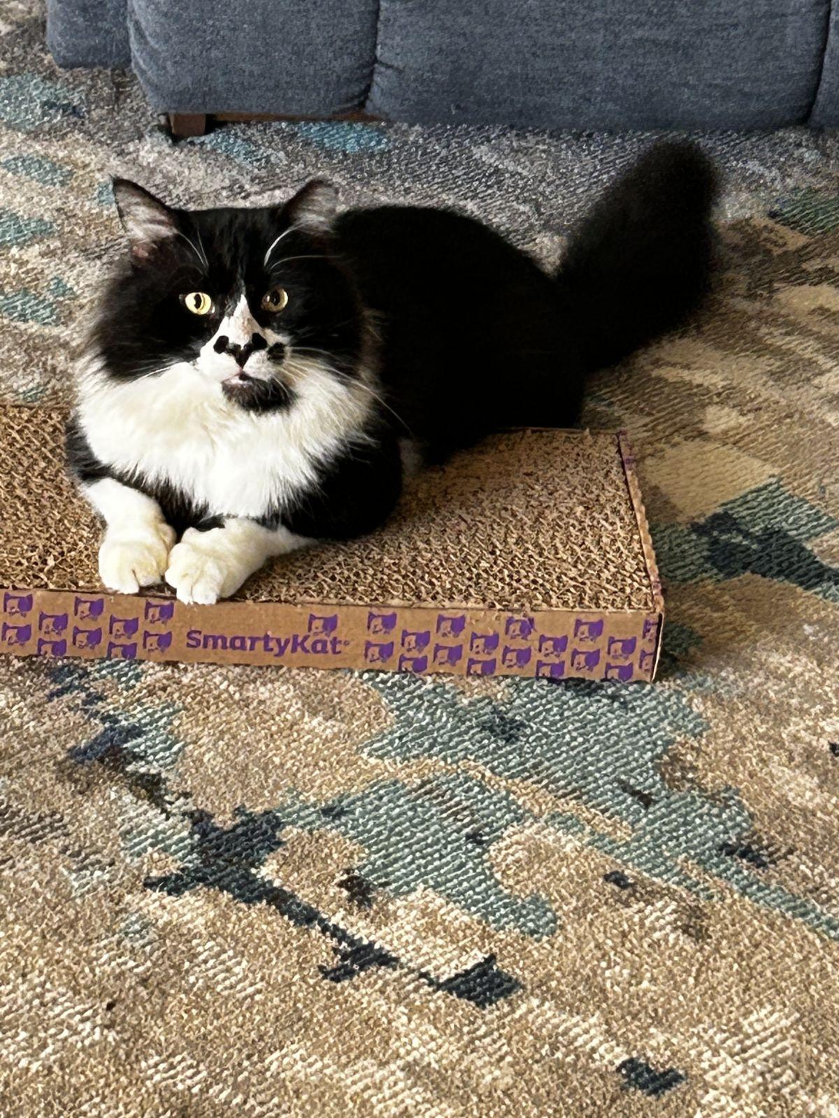 Merle, Adopted, Adult Male Domestic Long Hair.