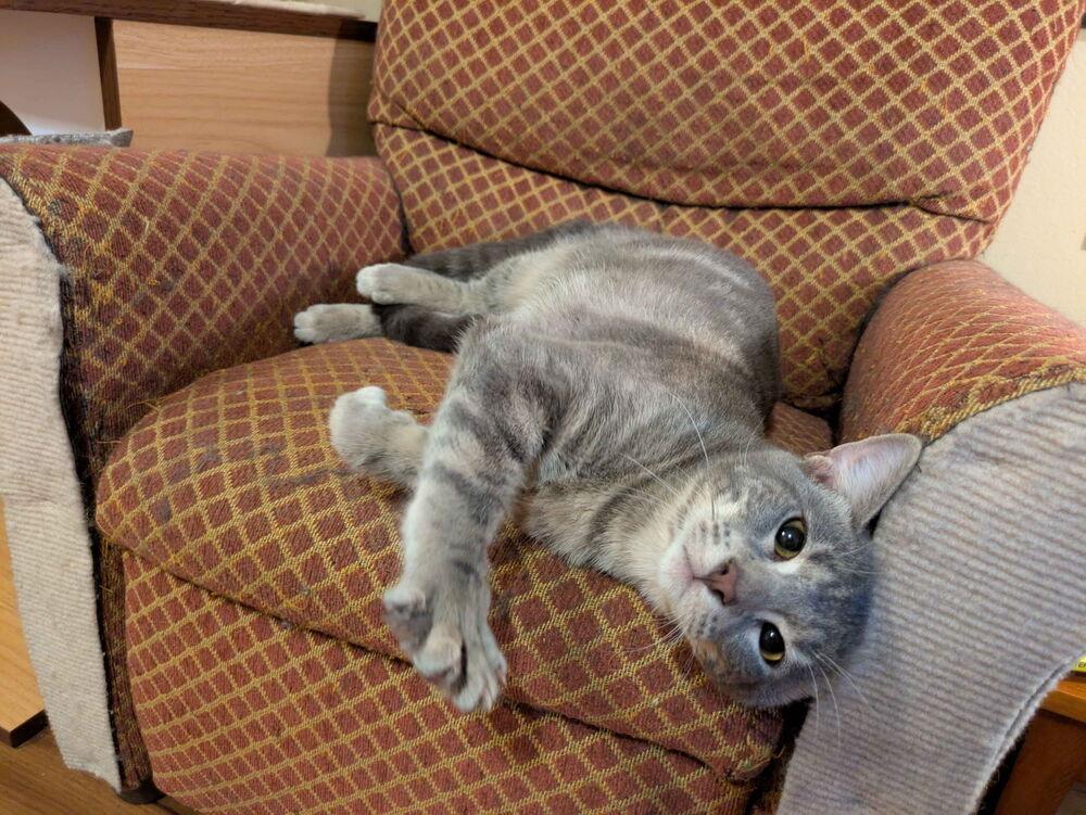 Mayhaw, Adoptable, Young Male Domestic Short Hair.