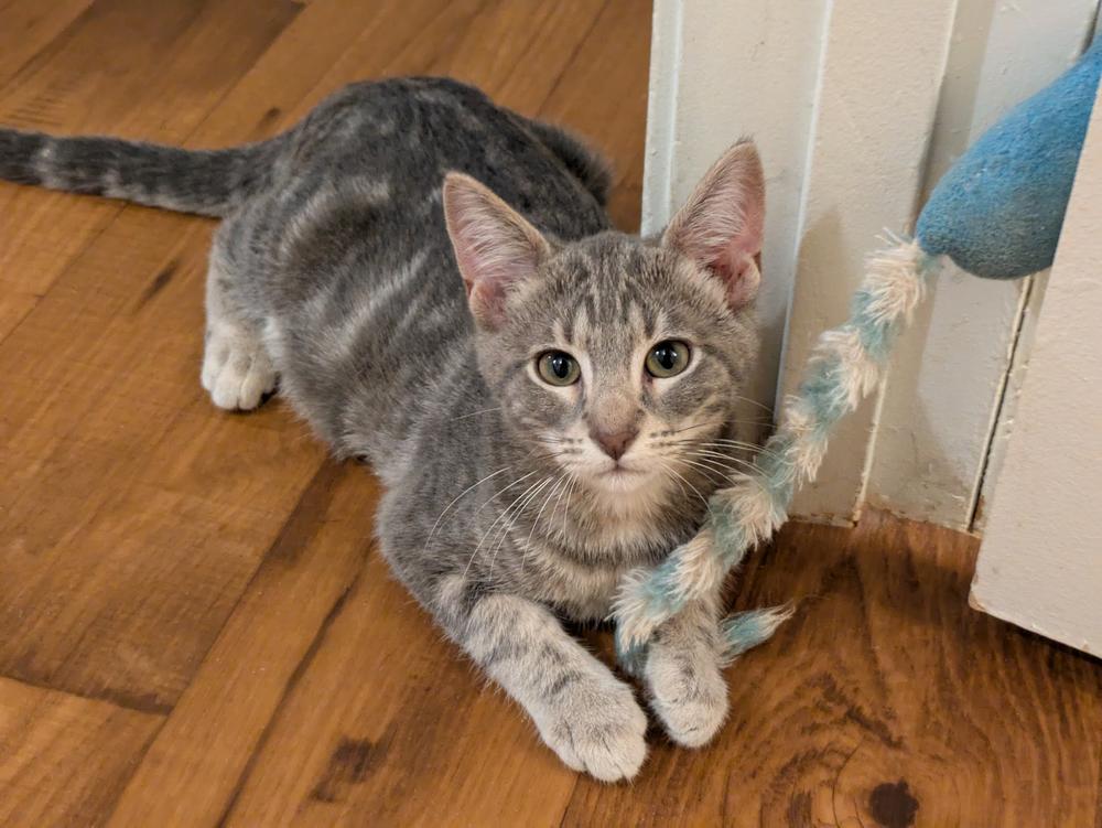 Enlarge Mayhaw, a Adoptable mixed breed in Little Rock, AR image 2/3