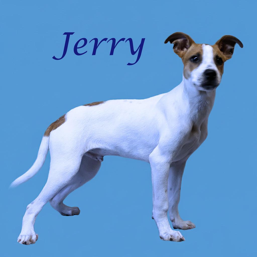 Enlarge Jerry D25-158, a Adoptable mixed breed in Lebanon, TN image 1/4