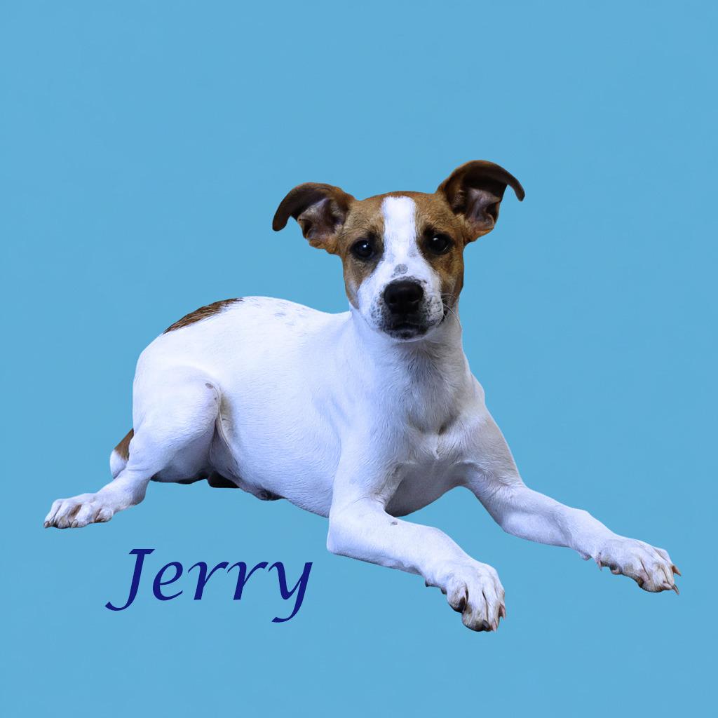 Enlarge Jerry D25-158, a Adoptable mixed breed in Lebanon, TN image 2/4