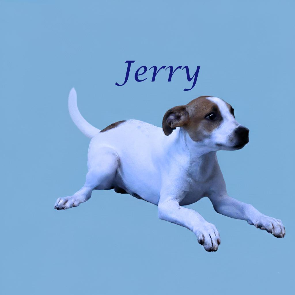 Enlarge Jerry D25-158, a Adoptable mixed breed in Lebanon, TN image 4/4