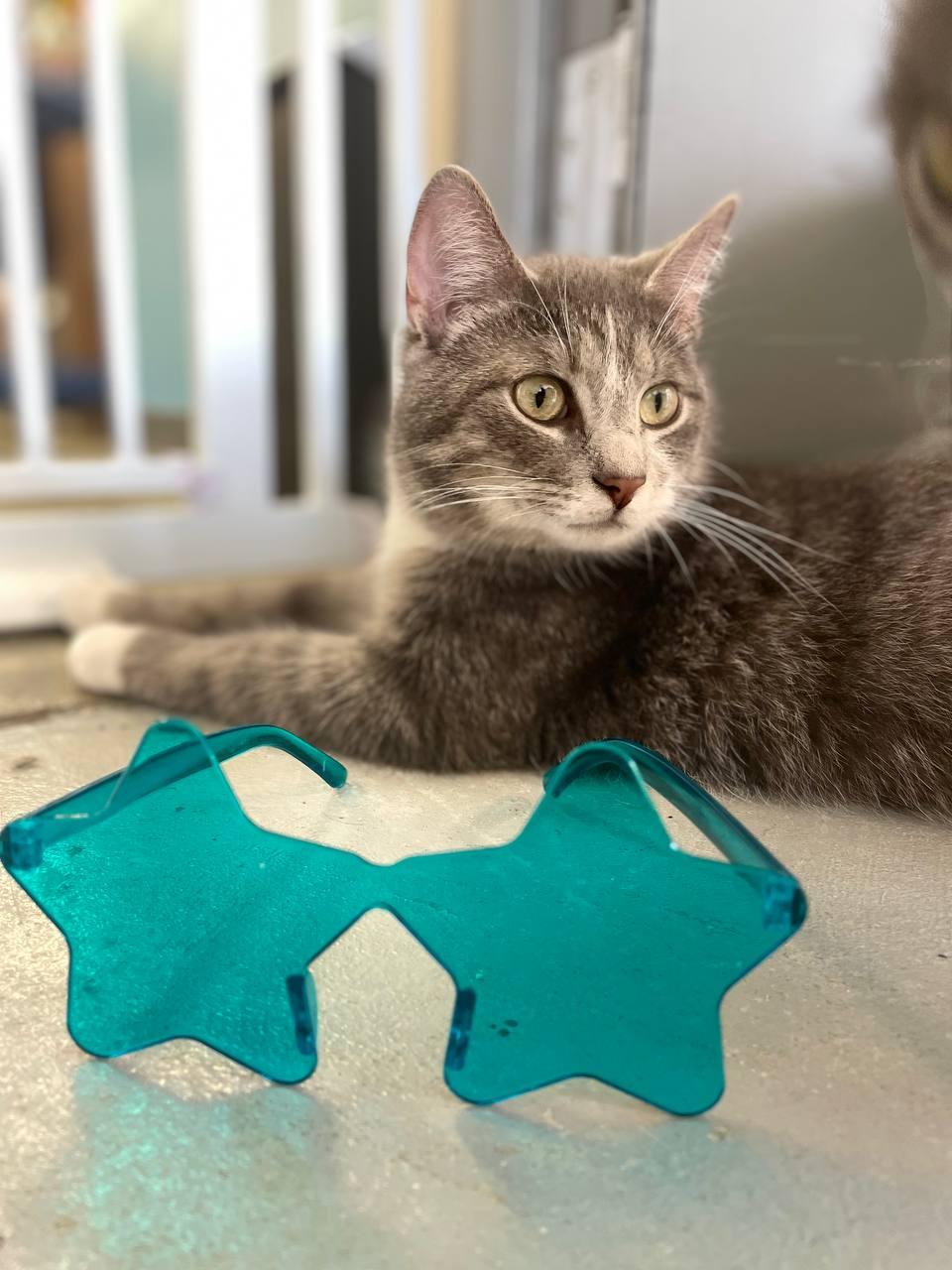 Cotter, ADOPTABLE, Young Male Domestic Short Hair.