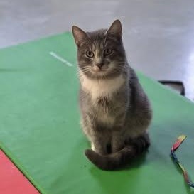 Enlarge Cotter, a ADOPTABLE Domestic Short Hair in Louisville, OH image 1/2