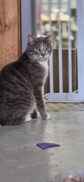 Enlarge Cotter, a ADOPTABLE Domestic Short Hair in Louisville, OH image 2/2