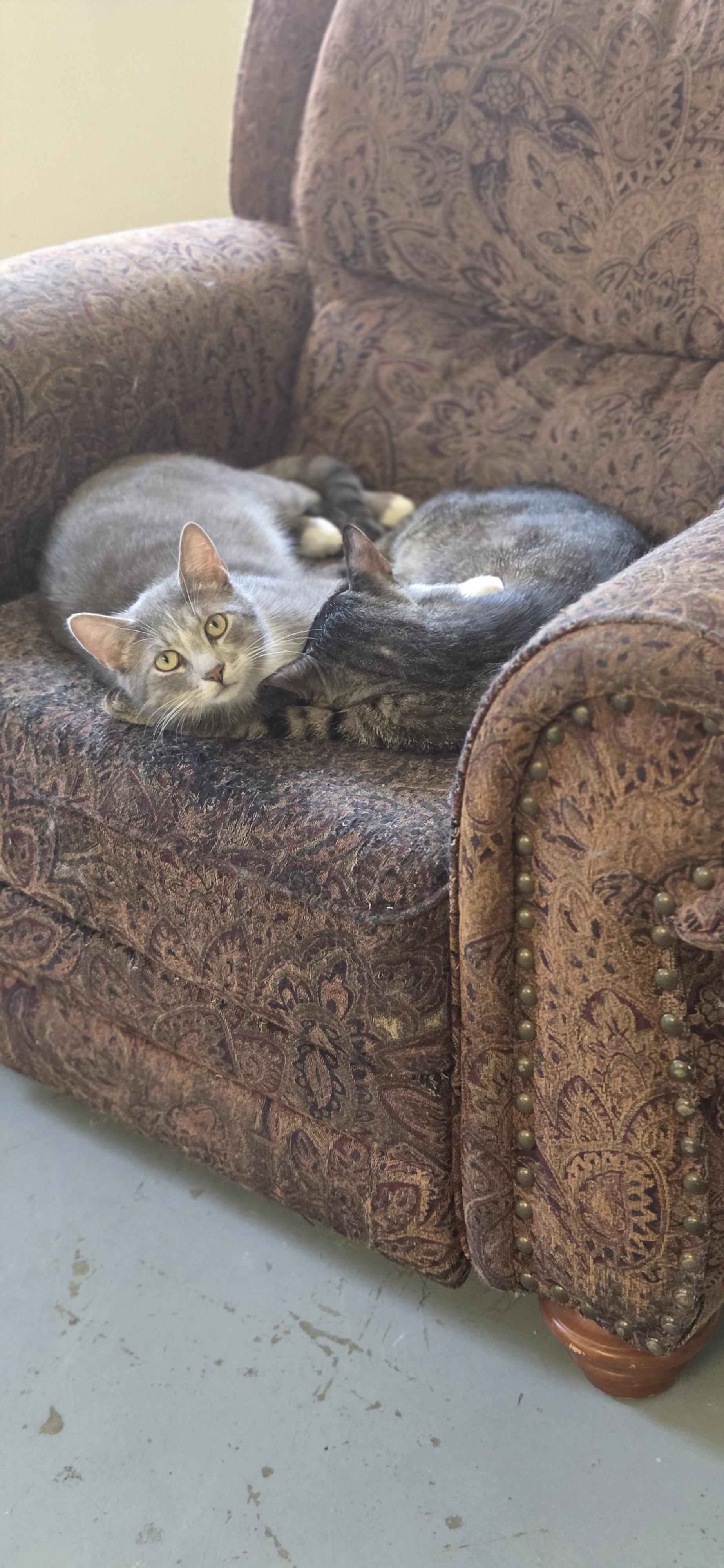 Enlarge Cotter, a ADOPTABLE Domestic Short Hair in Louisville, OH image 4/4