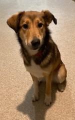 Enlarge Bailey, an adopted Collie in Lead, SD image 6/6